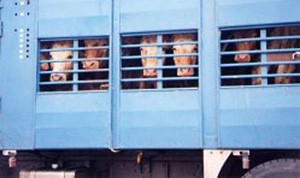בקר במשאית הובלה (PETA)