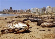 דגים מתים מהנפט בחוף רמלט אל-ביידה, שהיה פופולארי לפני המלחמה