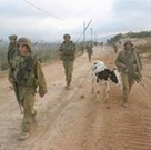 סיור על הגבול פוגש עגל