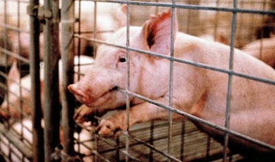 (תמונה: Vegan Outreach)