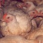 chickens stuffed one on another in the meat industry