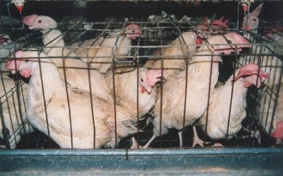 תרנגולות בכלוב סוללה בקליפורניה (East Bay Animal Advocates)