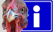 תרנגול ולצידו שלט של האות i