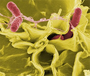 חיידקי Salmonella Typhimurium במהלך פלישה לתוך רקמת תאי אדם. (צילום: Rocky Mountain Laboratories, NIAID, NIH)