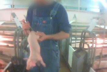 סירוס חזיר ללא הרדמה, פנסילבניה 2009. (צילום: Mercy for Animals)