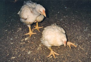 תרנגולים בתעשיית הבשר מתקשים לעמוד על רגליהם עקב ברירה מלאכותית אינטנסיבית לגדילה מהירה ולחזה מנופח. 