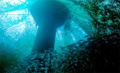 כלוב דגים בהונולולו, הוואי (צילום: NOAA)