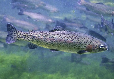 טרוטת עין הקשת (צילום: Engbretson, Eric / U.S. Fish and Wildlife Service)