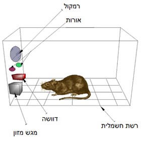 תיבת סקינר: לימוד באמצעות התניה אלימה המאפשרת לחזור על תוצאות הניסוי בתנאים מבוקרים, אך מלמדת מעט מאוד...