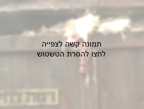 תרנגולות שמתו במהלך ההובלה