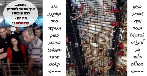 כיום, יותר מתמיד, יש למשרד החקלאות אינטרס להעמיד פנים כמי שדואג לאכיפת חוק צער בעלי-חיים. בתמונה משמאל:...