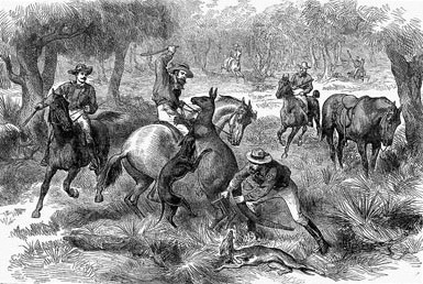 ציד קנגורו, איור מ-1876. למשך רוב ההיסטוריה של ההתיישבות באוסטרליה, הרשויות ראו בקנגורו כלא יותר מ מזיקים ,...
