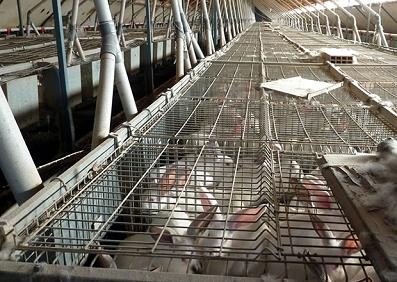 תעשיית הארנבונים האירופית זהה בגודלה לתעשיית הביצים 
