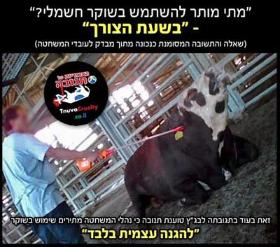 משרד החקלאות לבגץ: לא גיבשנו נהלים למניעת התעללות בבעח במשחטות