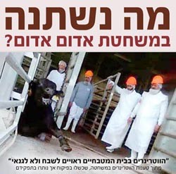 משרד החקלאות לבגץ: לא גיבשנו נהלים למניעת התעללות בבעח במשחטות