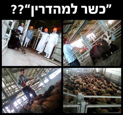 תנובה: עדיף לצרכנים לא לדעת את האמת על תעשיית הבשר