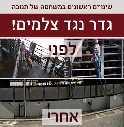 היום ב-Animal Watch - שינוי אחד שתנובה כבר הספיקה לערוך במשחטה הגדולה בישראל בעקבות חשיפת כלבוטק – קטע בגדר...