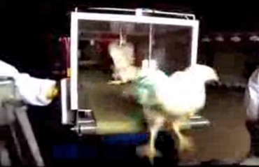 פתח מסוע Chicken Cat פולט עופות מעל כלוב הובלה: נפילה מגובה חצי מטר לפחות, בחיה שבקושי מסוגלת ללכת