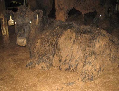 תיעוד נדיר של תנאי הזוהמה הקשים בבטן אחת הספינות מאוסטרליה