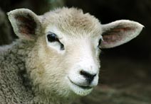 כבש במשק